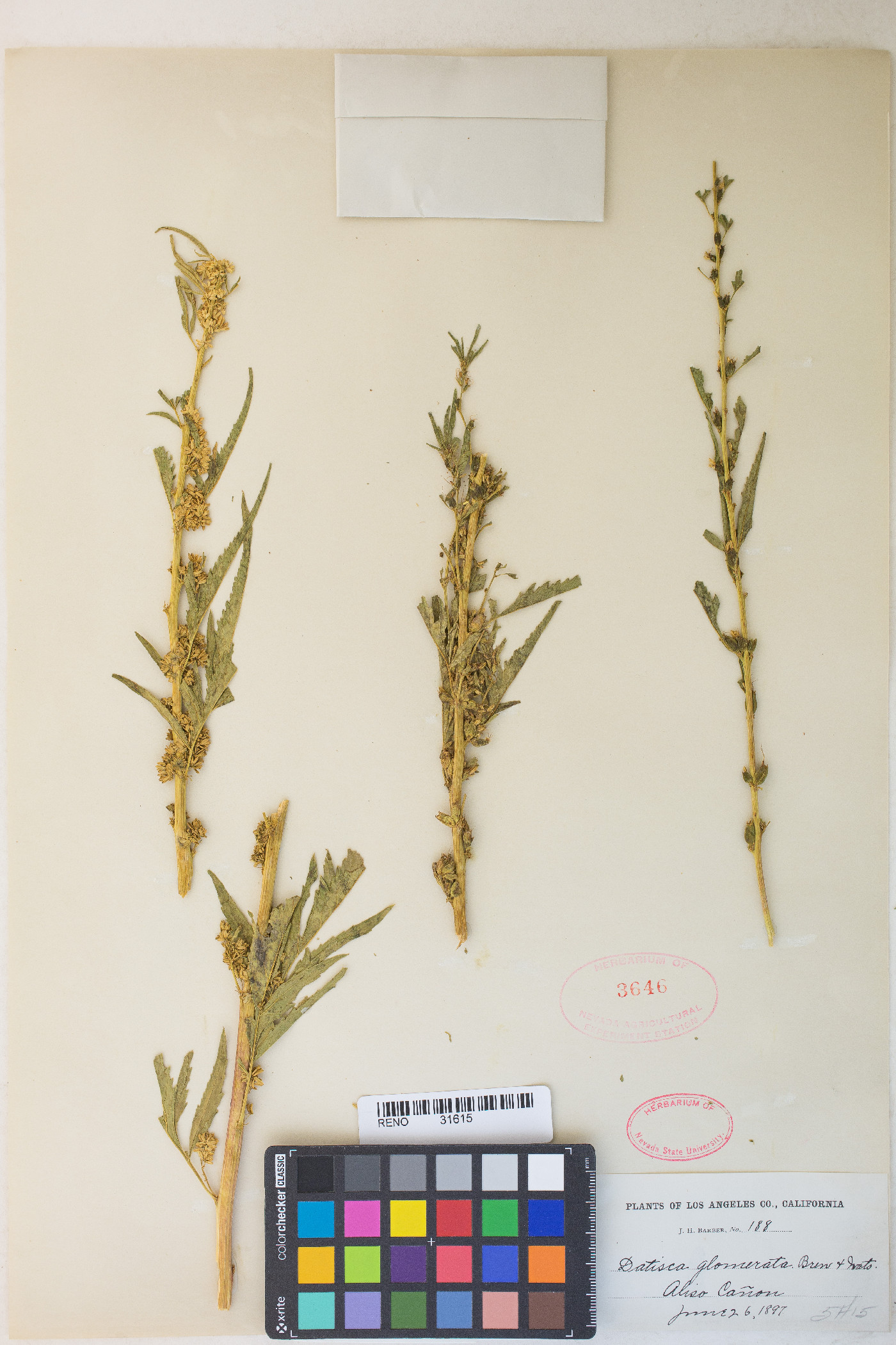 Datisca glomerata image