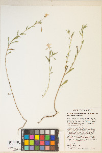 Calylophus hartwegii image