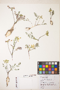 Lomatium cous image