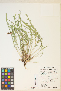 Oenothera flava image