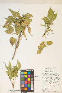 Aralia scopulorum image