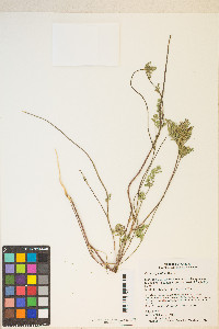 Daucus pusillus image