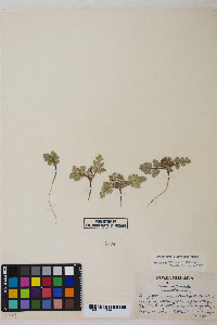 Cymopterus corrugatus image