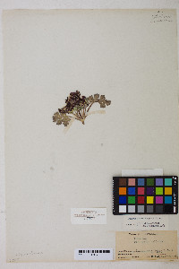 Cymopterus corrugatus image