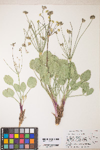 Lomatium nudicaule image