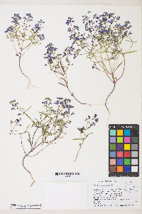 Collinsia torreyi image