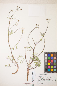 Sanicula graveolens image