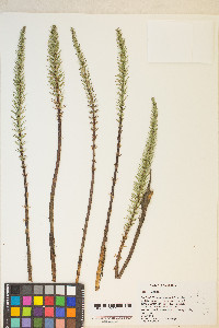 Hippuris vulgaris image