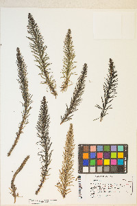 Hippuris vulgaris image