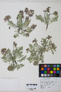 Cymopterus ibapensis image