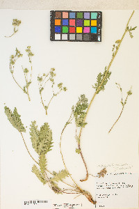 Potentilla gracilis image