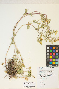 Potentilla gracilis image