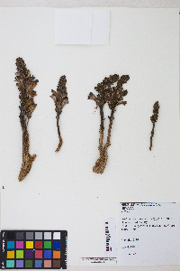 Orobanche cooperi subsp. cooperi image