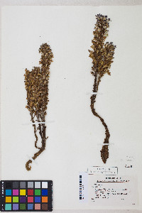 Orobanche cooperi subsp. cooperi image
