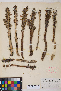 Orobanche cooperi image