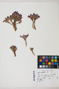 Aphyllon corymbosum subsp. corymbosum image