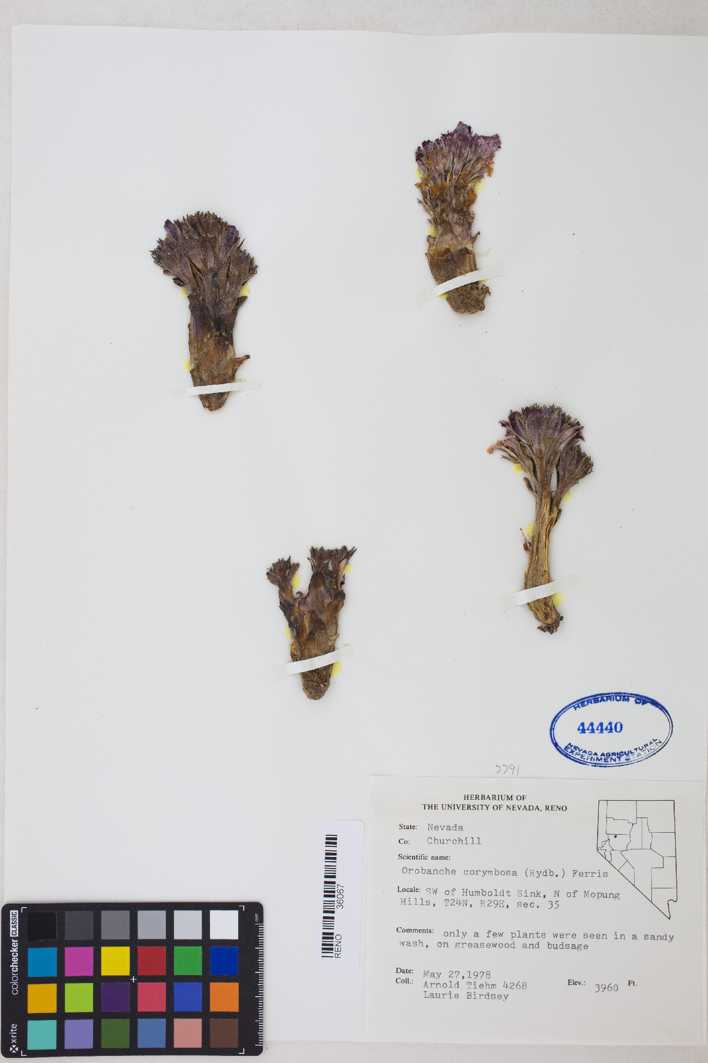 Aphyllon corymbosum image