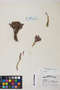 Aphyllon corymbosum subsp. corymbosum image