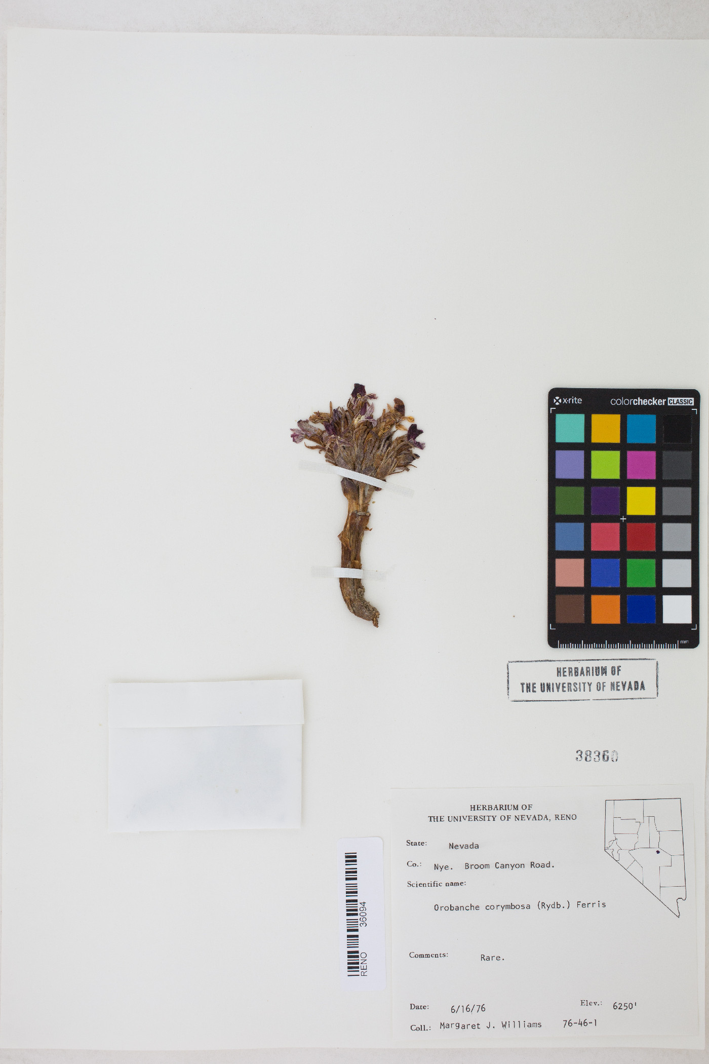 Aphyllon corymbosum image