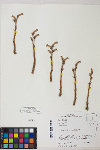 Orobanche fasciculata image