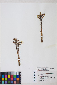 Orobanche fasciculata image