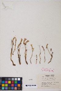 Aphyllon franciscanum image