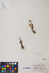 Orobanche fasciculata image