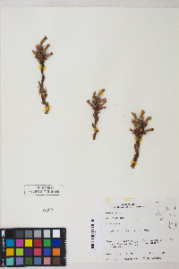 Orobanche fasciculata image