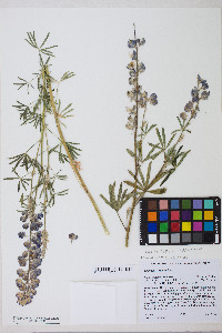 Lupinus argenteus var. argenteus image