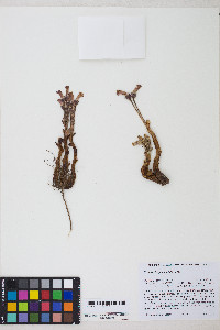 Orobanche fasciculata image