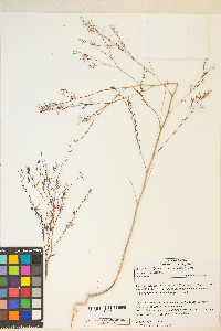 Gayophytum diffusum subsp. parviflorum image