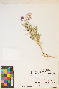 Oenothera deltoides image