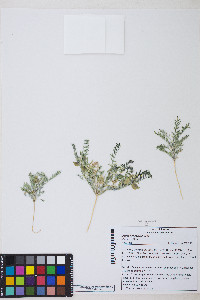 Astragalus geyeri var. geyeri image