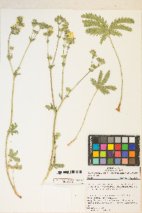 Potentilla gracilis image