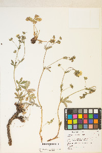 Potentilla gracilis image