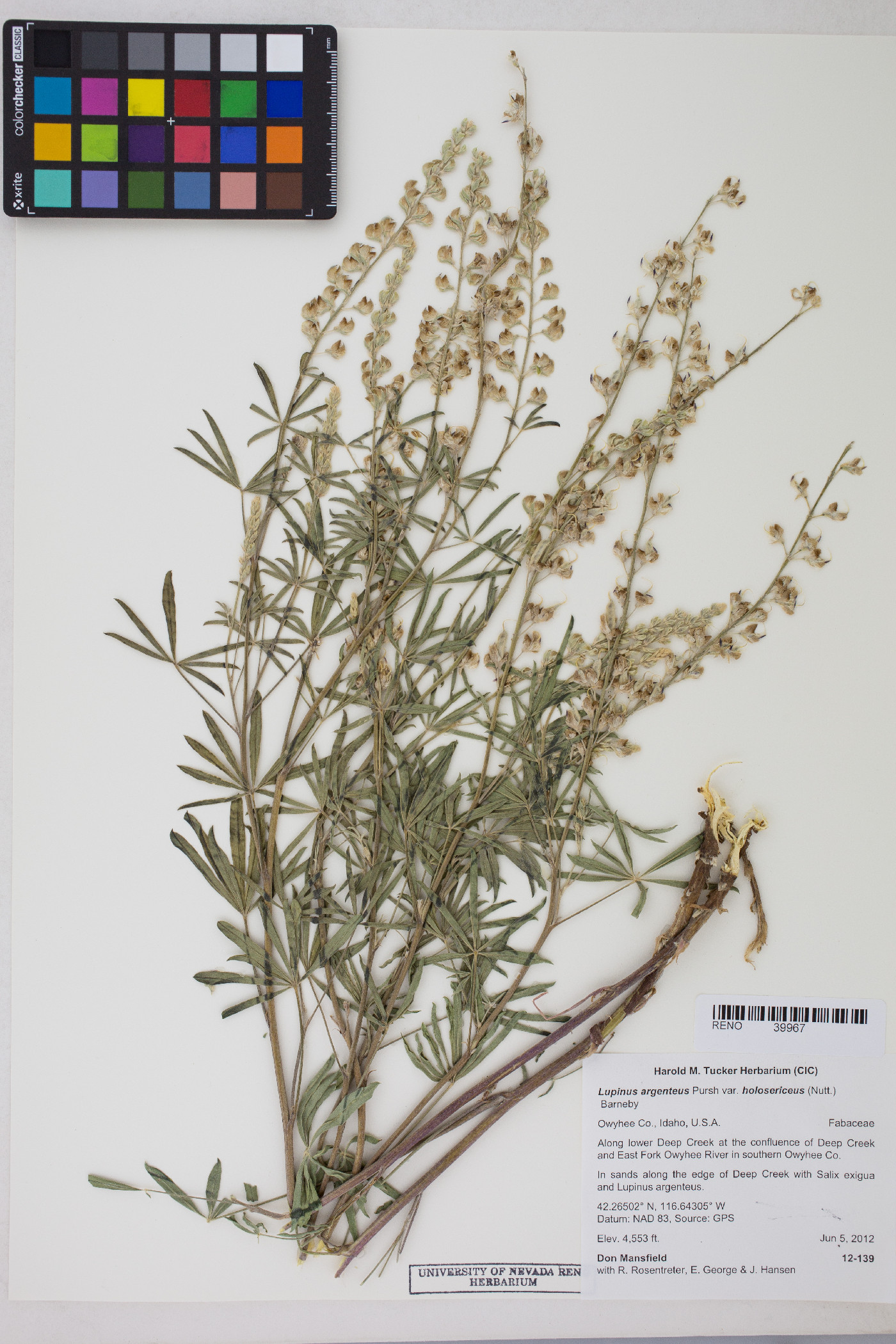 Lupinus argenteus var. holosericeus image