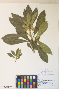 Daphne laureola image