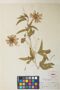 Passiflora incarnata image