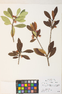 Ternstroemia gymnanthera image