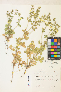 Potentilla biennis image