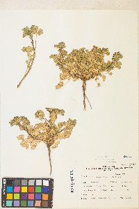 Potentilla biennis image