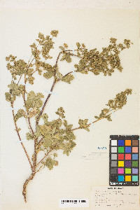 Potentilla biennis image