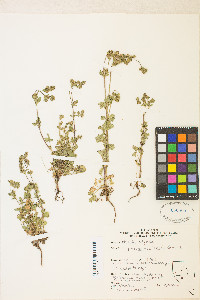 Potentilla biennis image