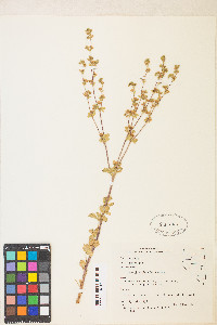 Potentilla biennis image