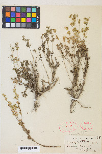 Potentilla biennis image