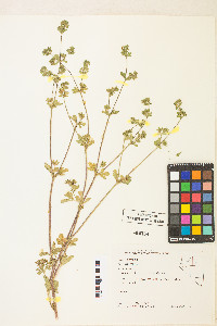 Potentilla biennis image