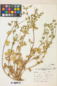 Potentilla biennis image