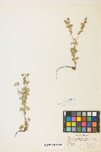 Potentilla biennis image