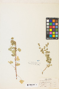 Potentilla biennis image