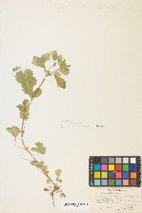 Potentilla biennis image